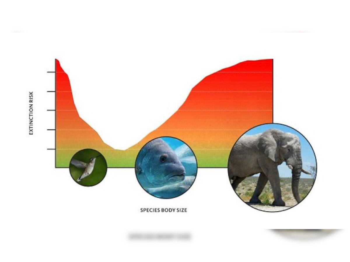 Biggest and smallest creatures at top risk of extinction: Study