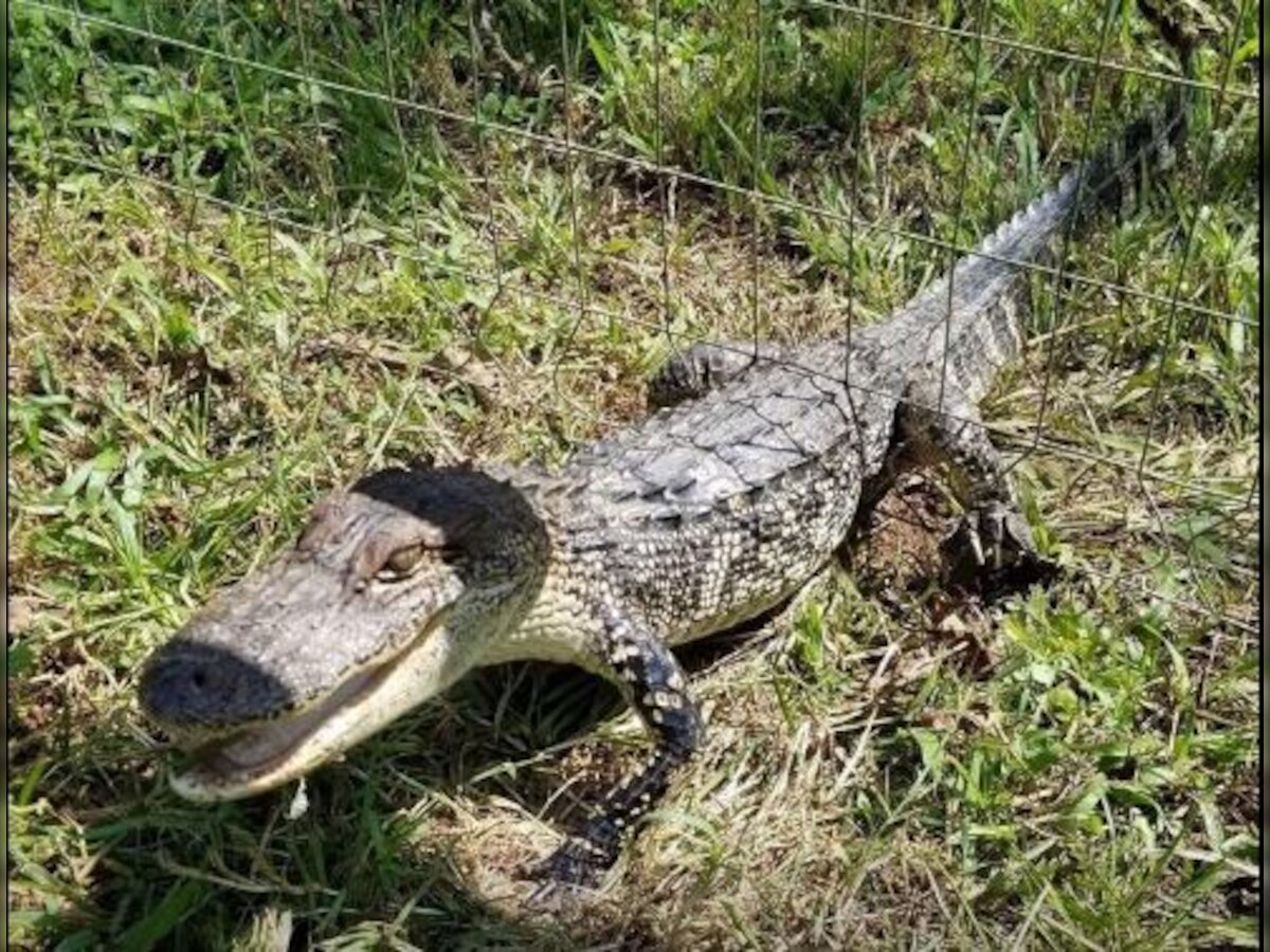 United States: When a baby alligator got by with 'a little help from his friends'