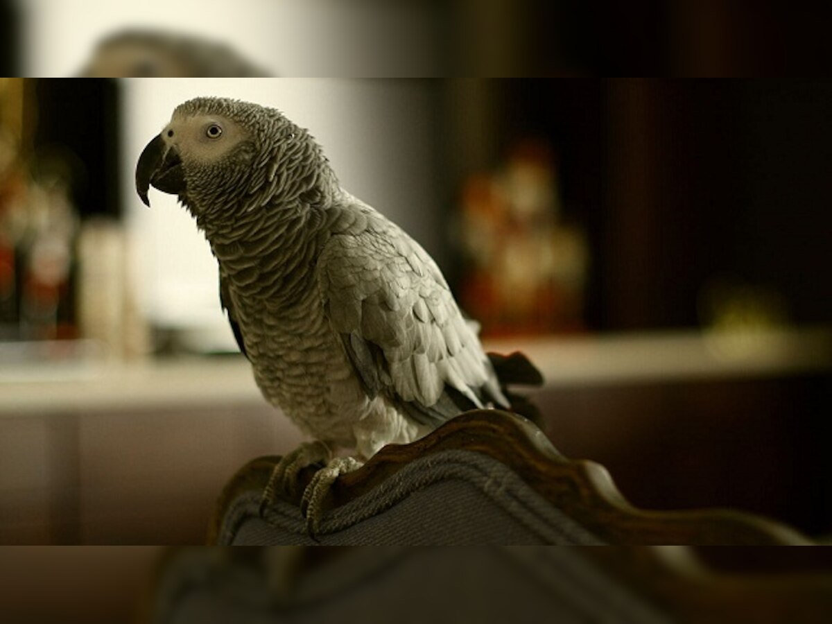 Hilarious! London parrot does online shopping by mimicking owner