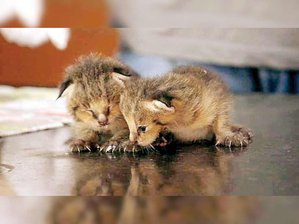 Two tiny jungle cats rescued from Virar