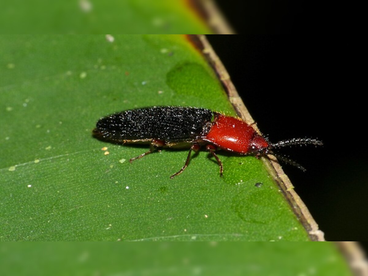 Click beetles inspire new self-righting robots