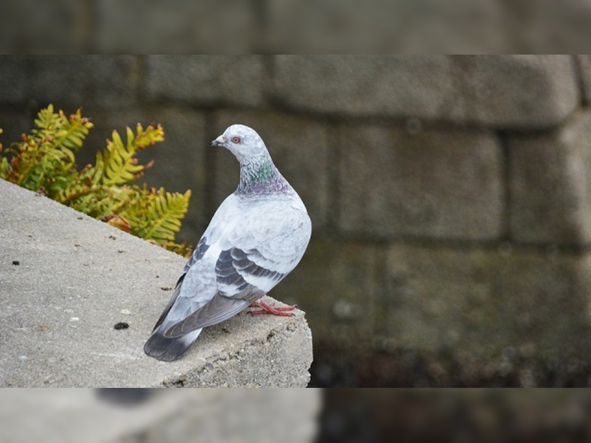 Think you're evolved? Pigeons can multitask better than you!
