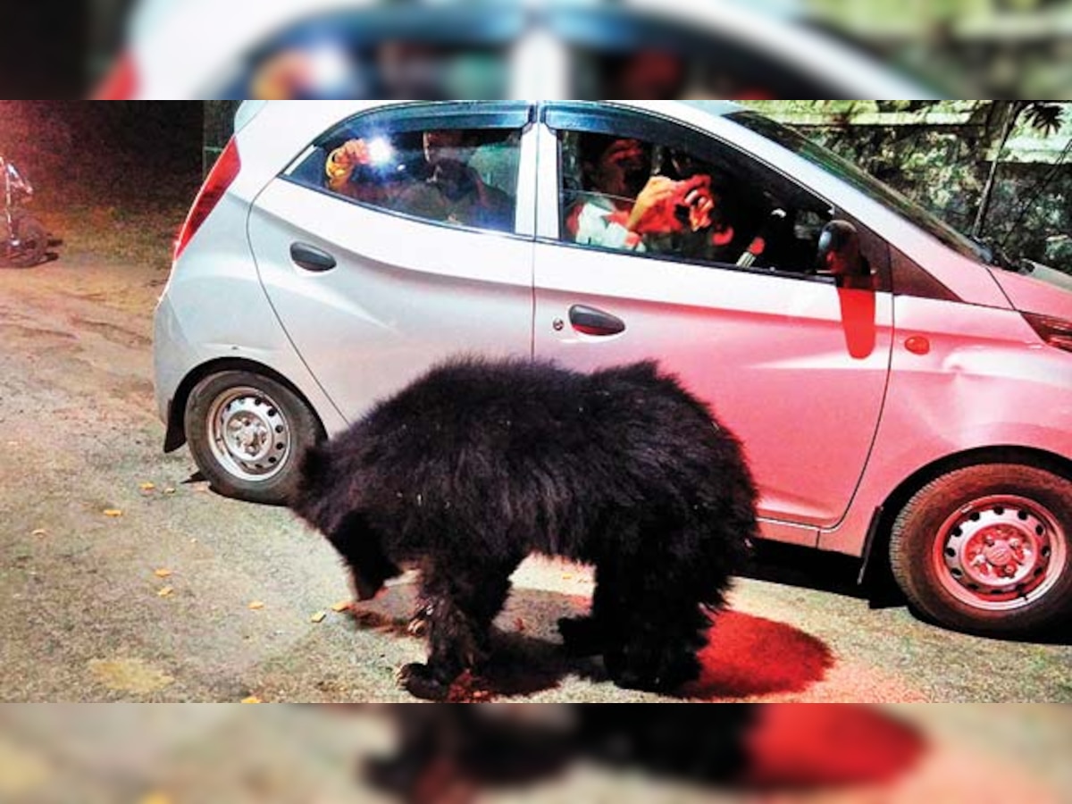 Mount Abu's bear infestationis scaring tourists away
