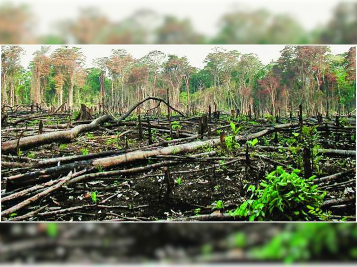 Illegal tree felling in Dang's Purna Sanctuary: PIL