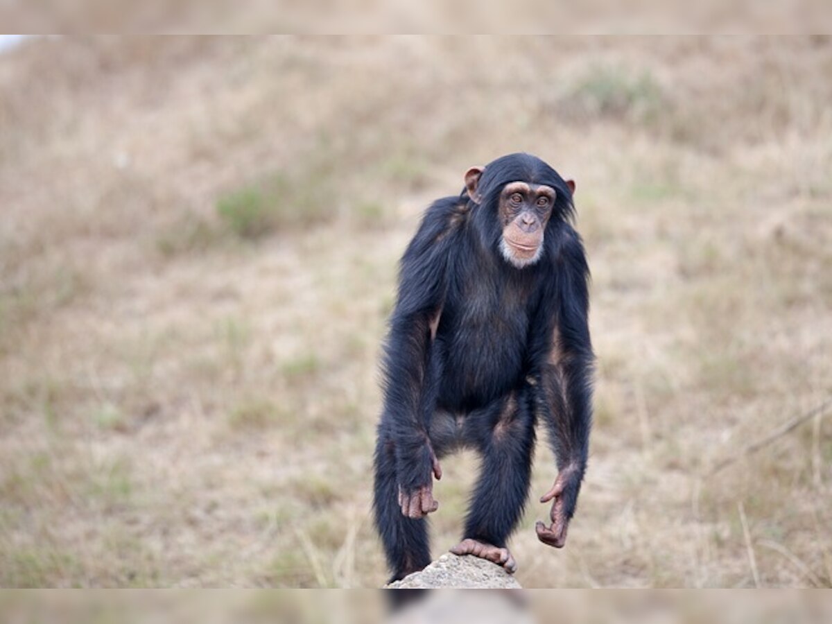 Chimps can use tools like pros; don't need to ape others to operate them