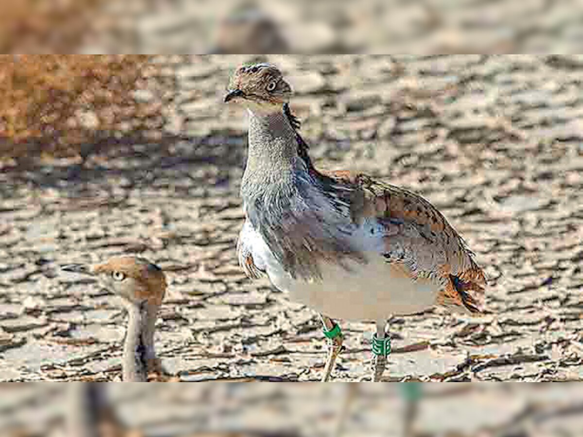 Western desertland welcomes Houbara Bustard a little early