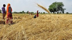 Haryana: Harvesting season begins, 80 stubble burning cases reported already