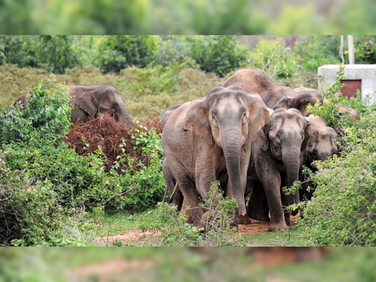 MoEF panel clears coal mine in Chhattisgarh elephant corridor