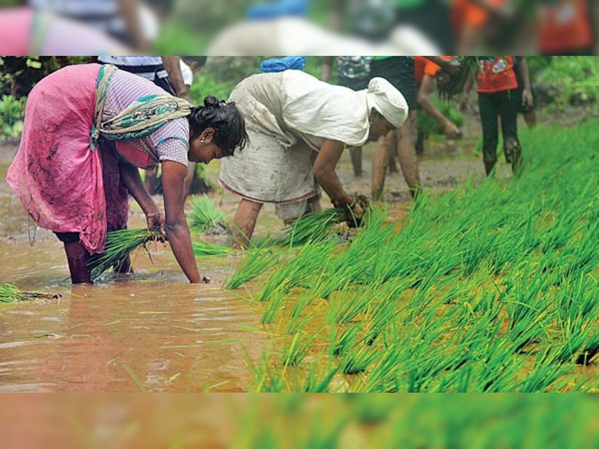 Yavatmal deaths Agri dept to initiate criminal action against