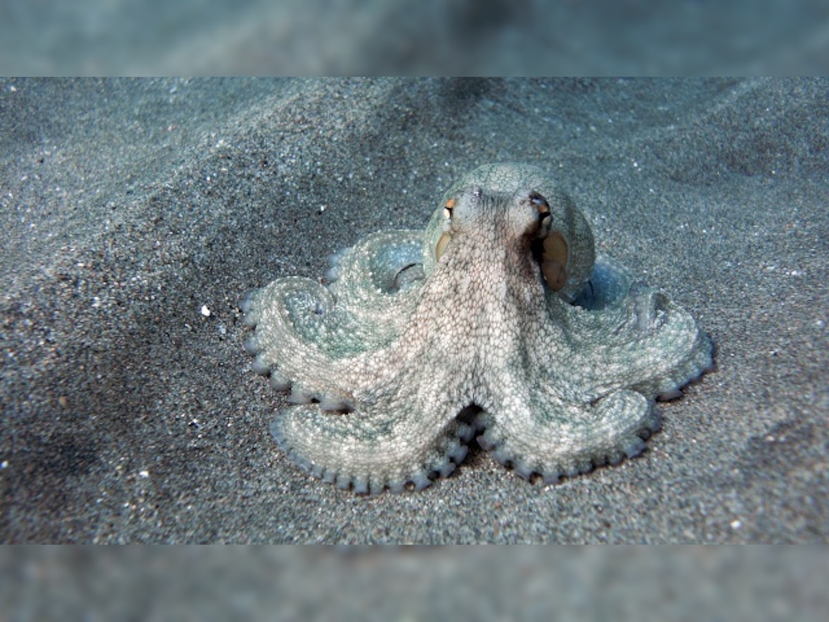 Octopus skin inspires programmable camouflaging material