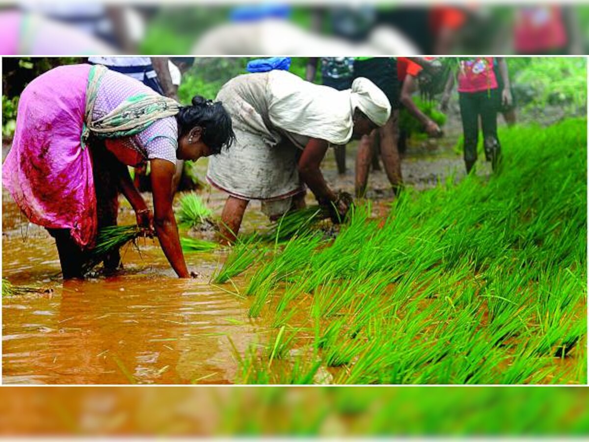 Farmers in distress as rains affect crops, biz