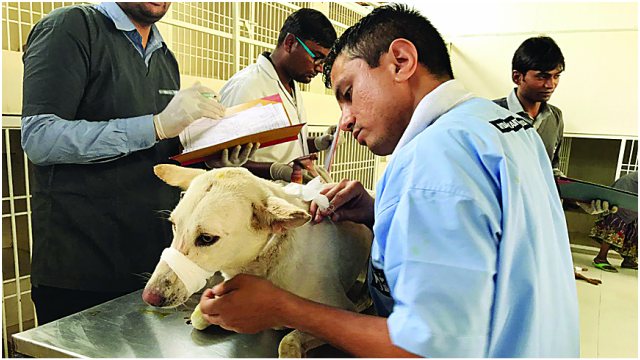 City witnesses 300 cases of animal injuries in 15 days City witnesses 300 cases of animal injuries in 15 days