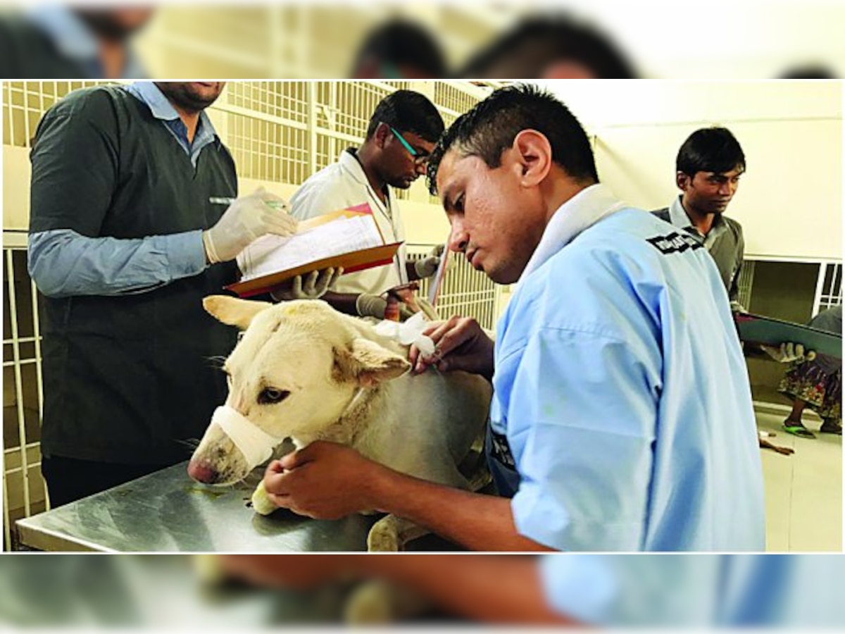 City witnesses 300 cases of animal injuries in 15 days