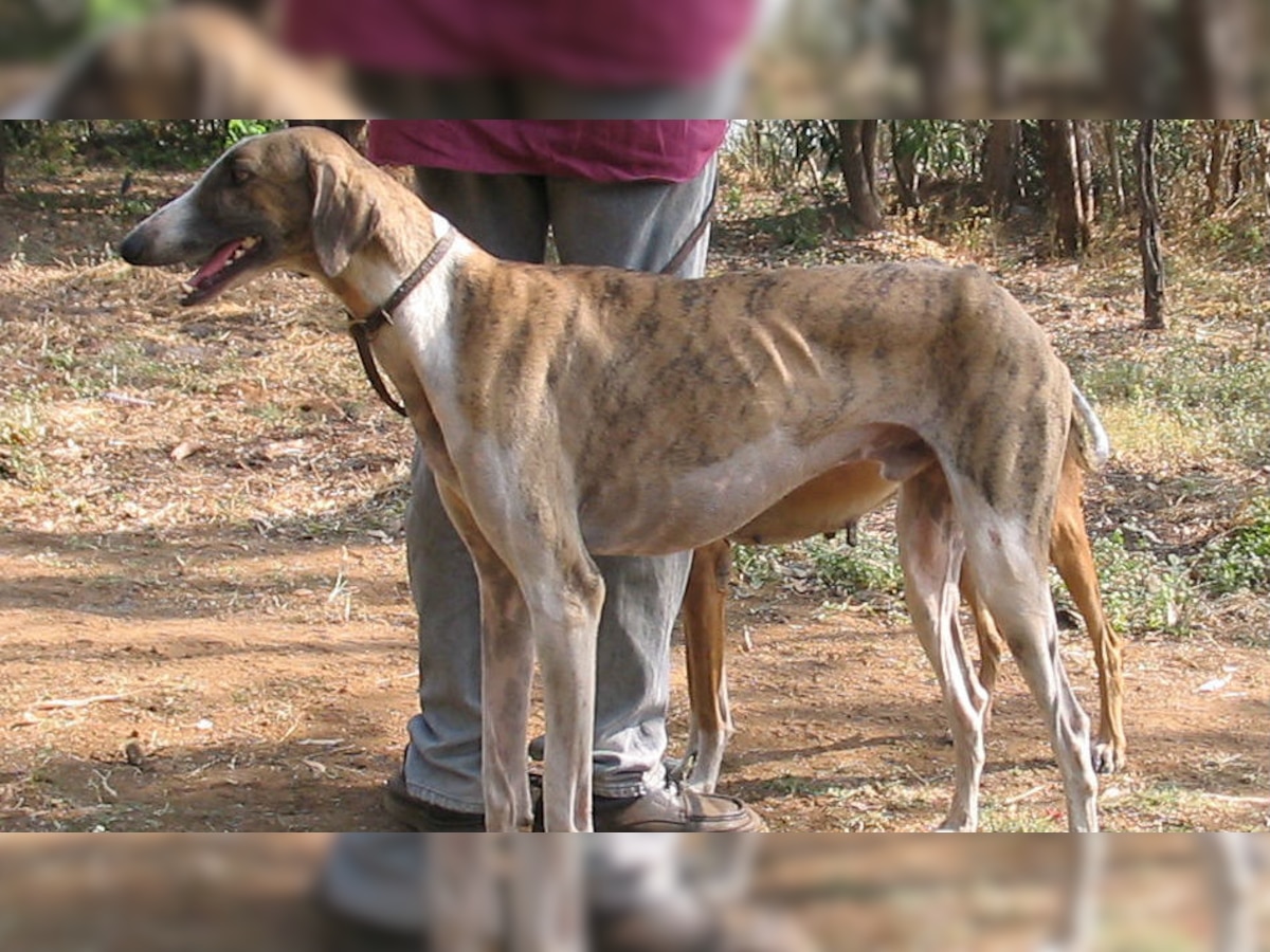 Mudhol Hound: All you need to know about Indian Army's first desi ...