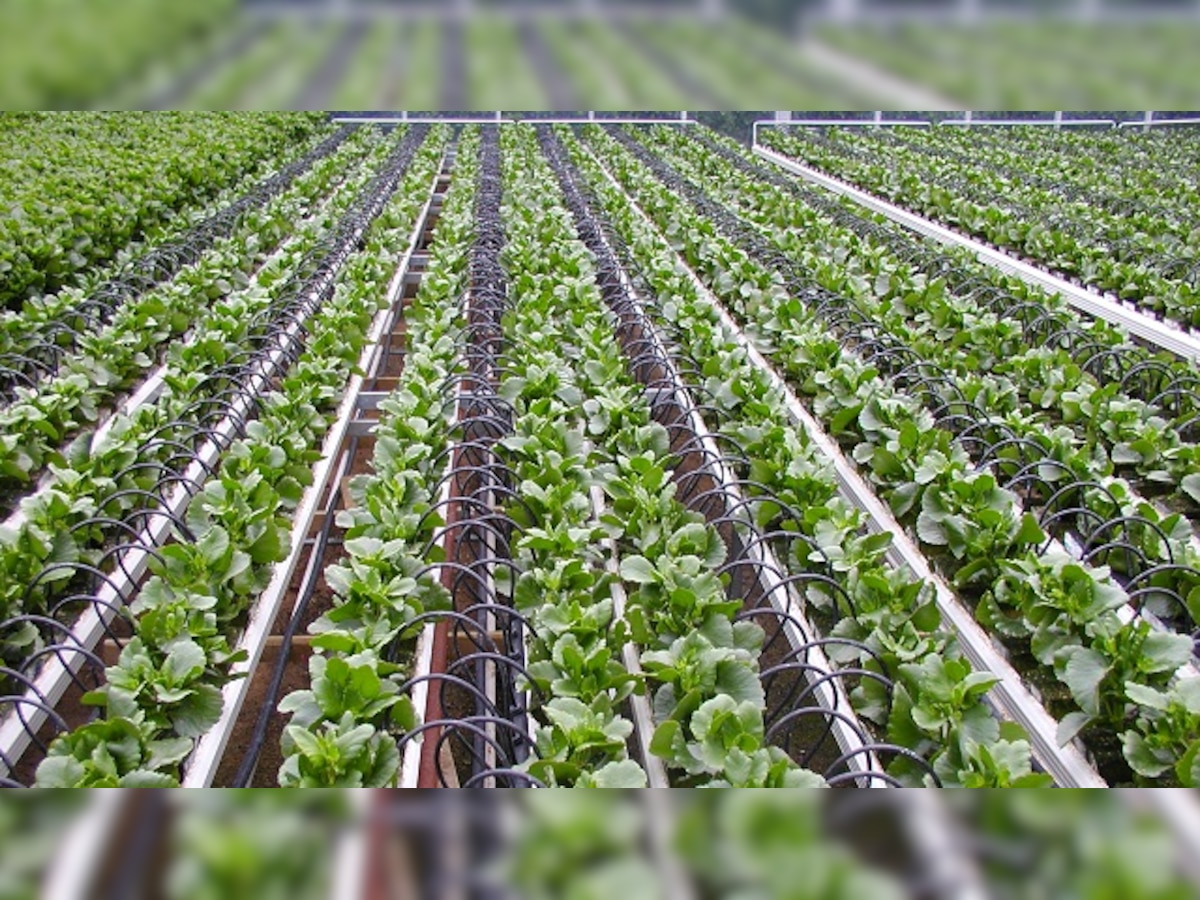 Smart greenhouses generate electricity and grow healthy crops