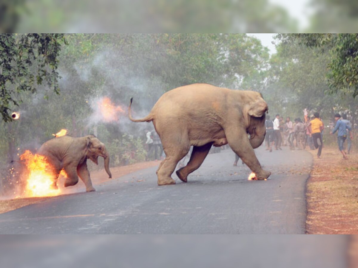 'Hell is here and now': The real story of an elephant and her calf's disturbing escape photo