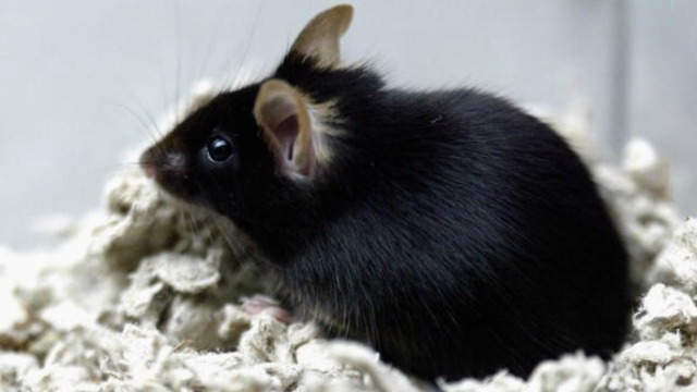 Dino-era 'rat-like creatures' could be our oldest living ancestors