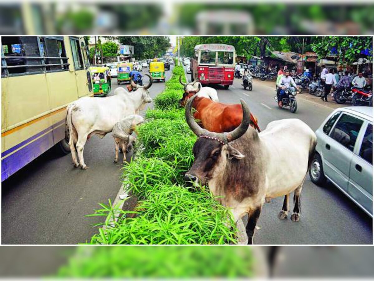 Stray cattle menace: Gujarat High Court warns owners of action