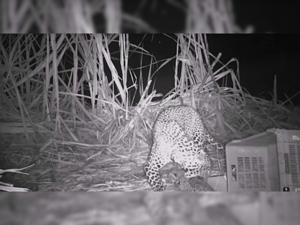 WATCH: On Children's Day, heartwarming video of leopard getting reunited with missing cubs goes viral