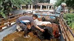 Even as Alwar singes, 50 calves freed from smugglers in Bundi