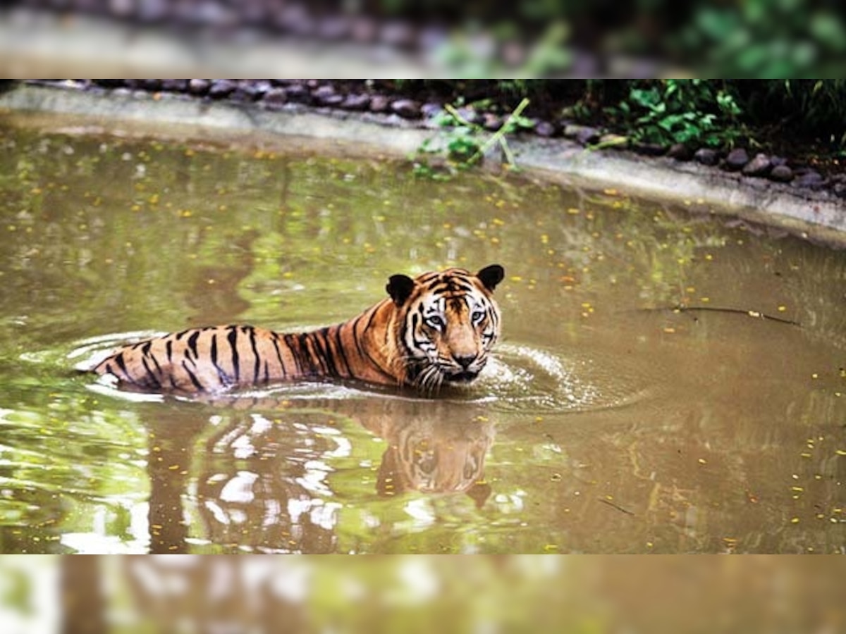 Tiger killed by carnivore in buffer zone of Tadoba Andhari Tiger Reserve