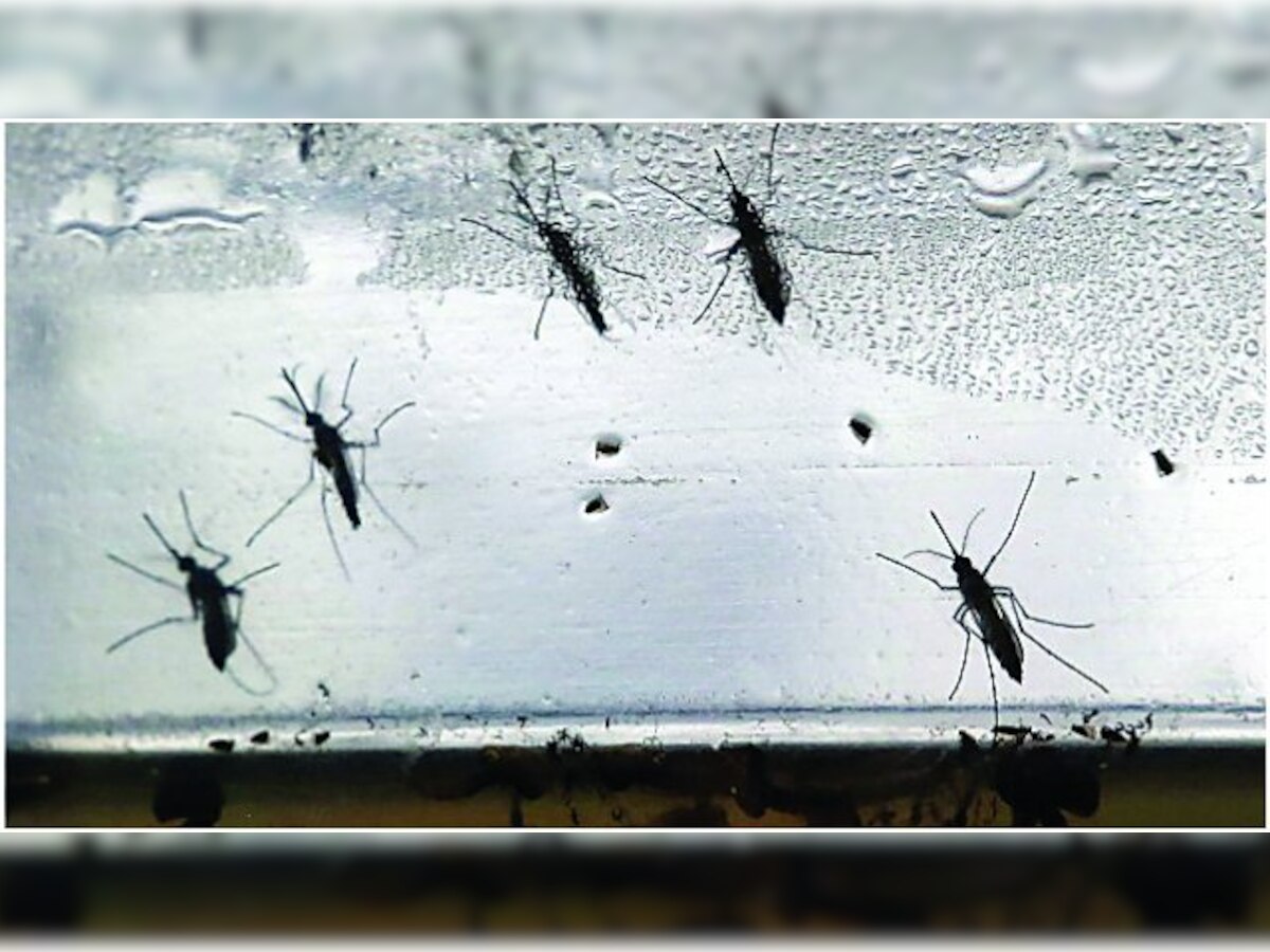 Delhi High Court: Map dengue breeding areas in Capital