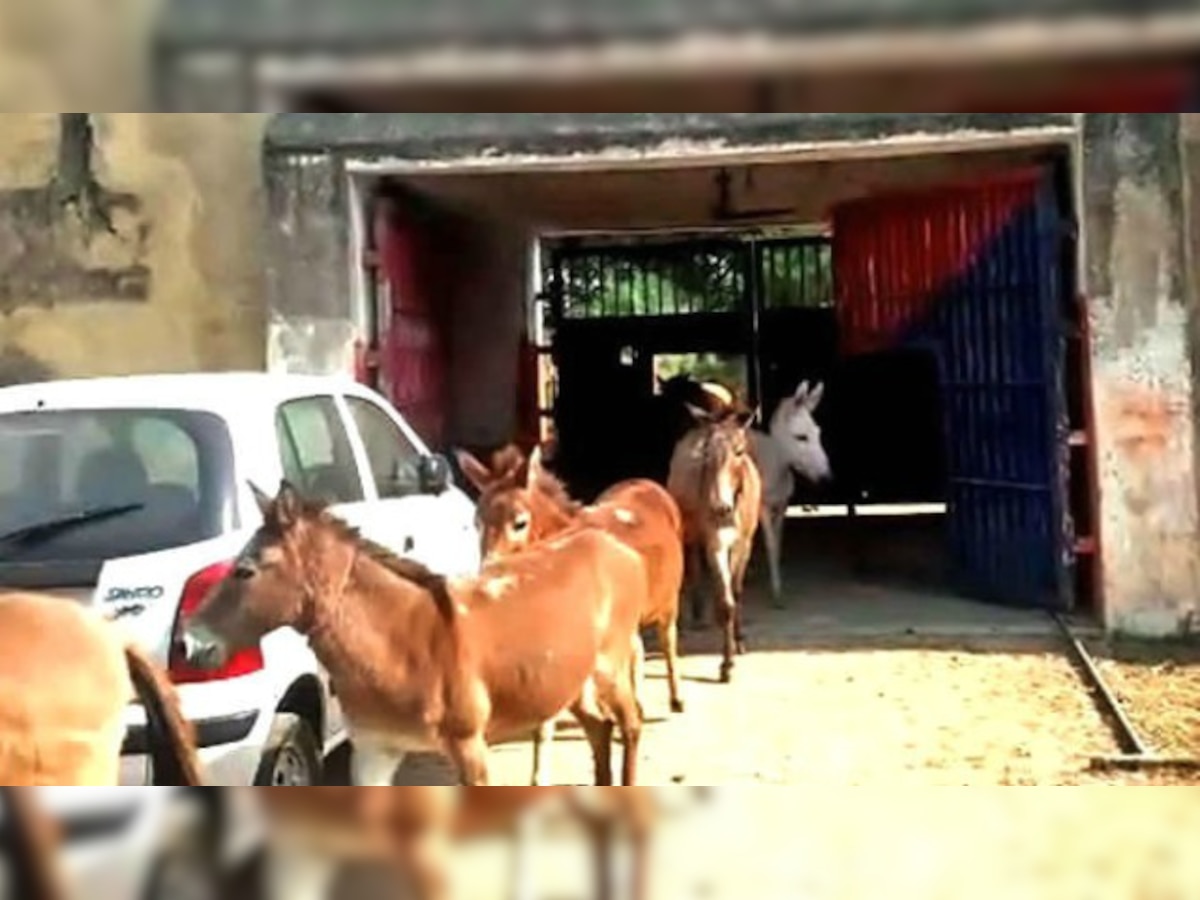 Uttar Pradesh: Orai Jail guards 'arrests' donkeys for grazing exotic plants 