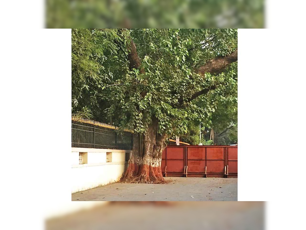 Xavier's students lend helping hand to Endangered peepal tree