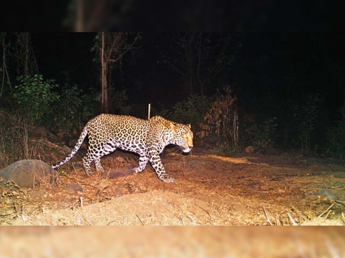 Wildlife experts suspect that Chalisgaon leopard could have been 'translocated' 