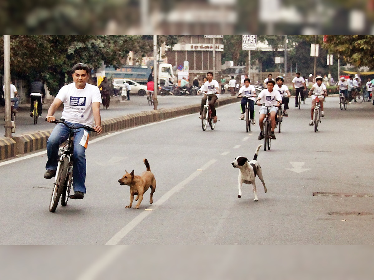 Plaints on Noida's stray dog menace fall on deaf ears