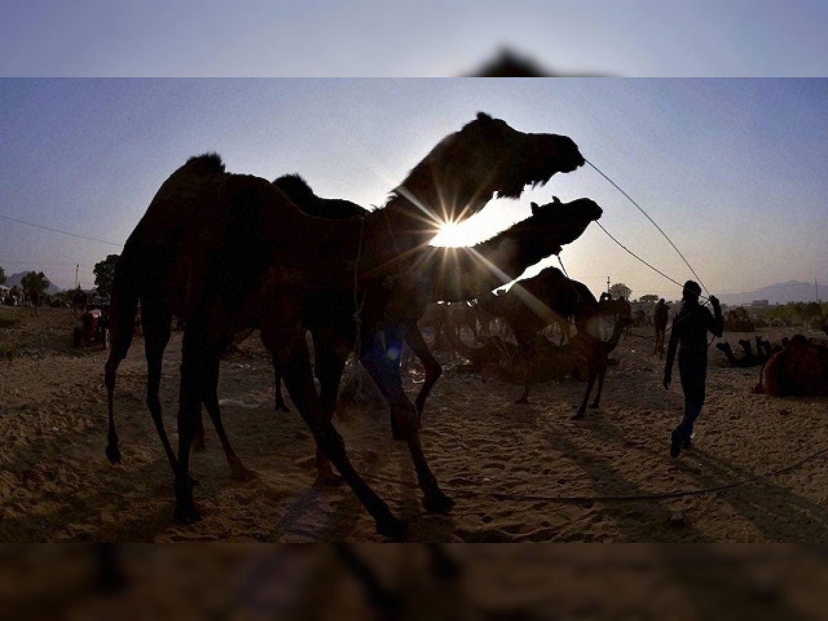 Dubai opens $10 million camel hospital