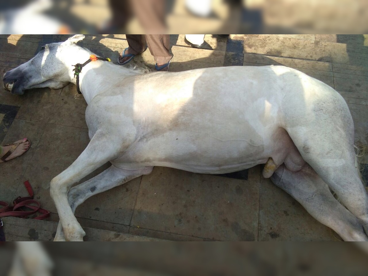 Horse dies after drowning inside Thane's Masunda lake