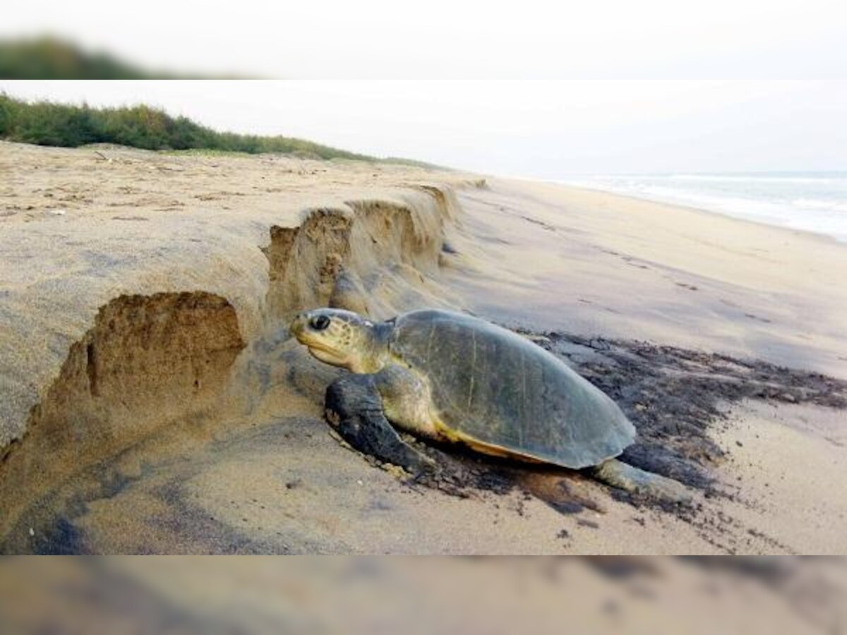 Odisha: 31 fishermen held for unlawful fishing activity in Olive Ridley turtle nesting zone