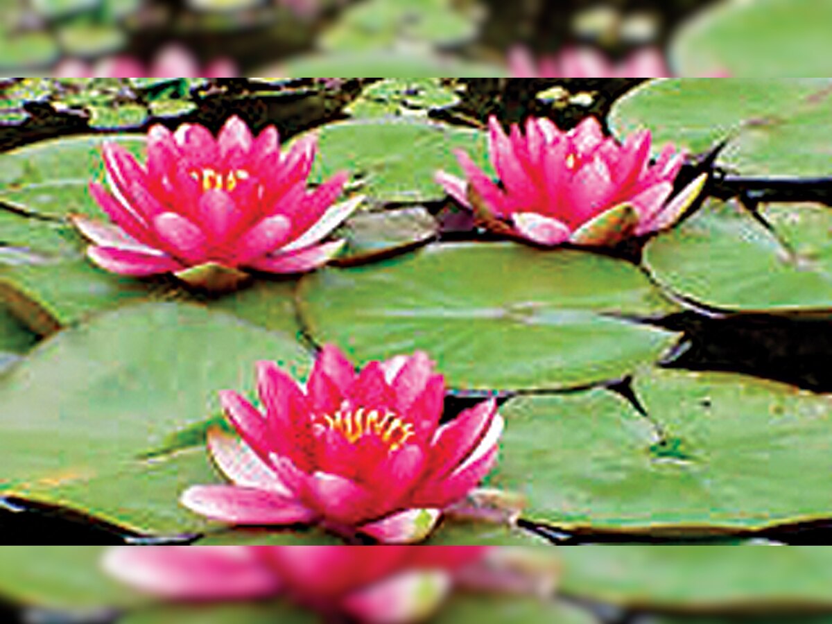 The flaming smile of floating water lilies