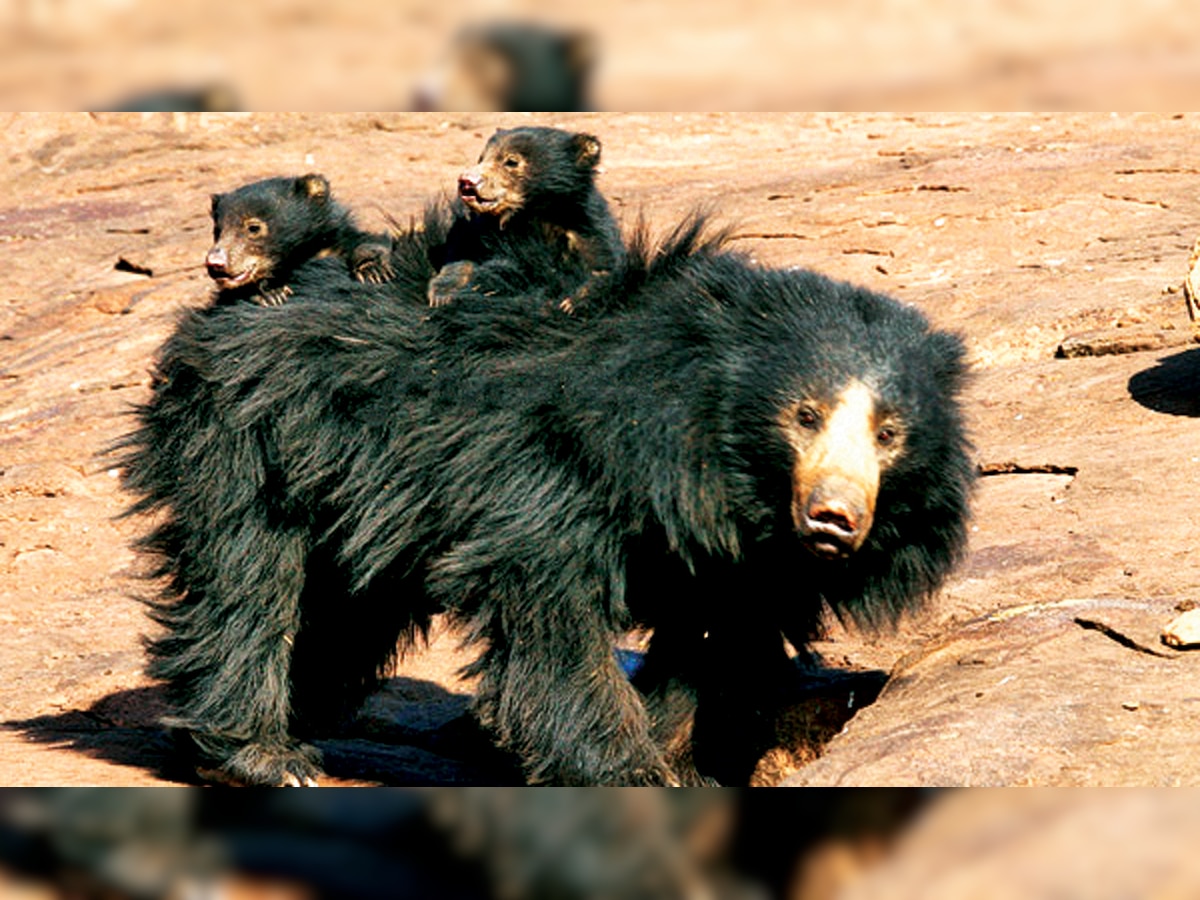 Rajasthan fails to safeguard sloth bears