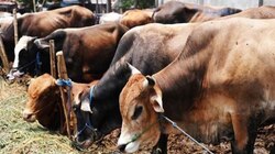 Cow vigilantism: Don't ferry cattle at night to avoid misunderstanding, advises Jamiat 