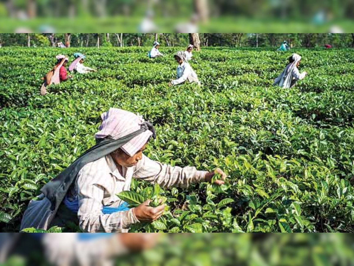 Tatas exit Sri Lanka tea business after 25 years