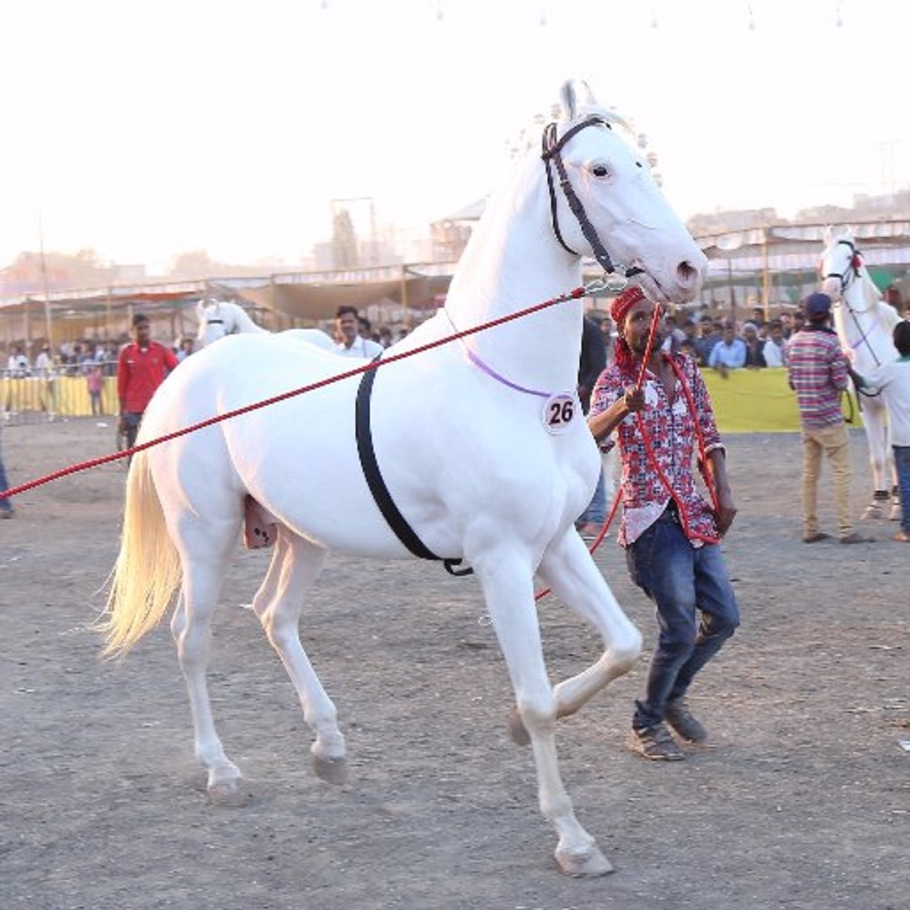 chetak-festival-concludes-with-sale-of-1053-horses-worth-rs-3-57-crore