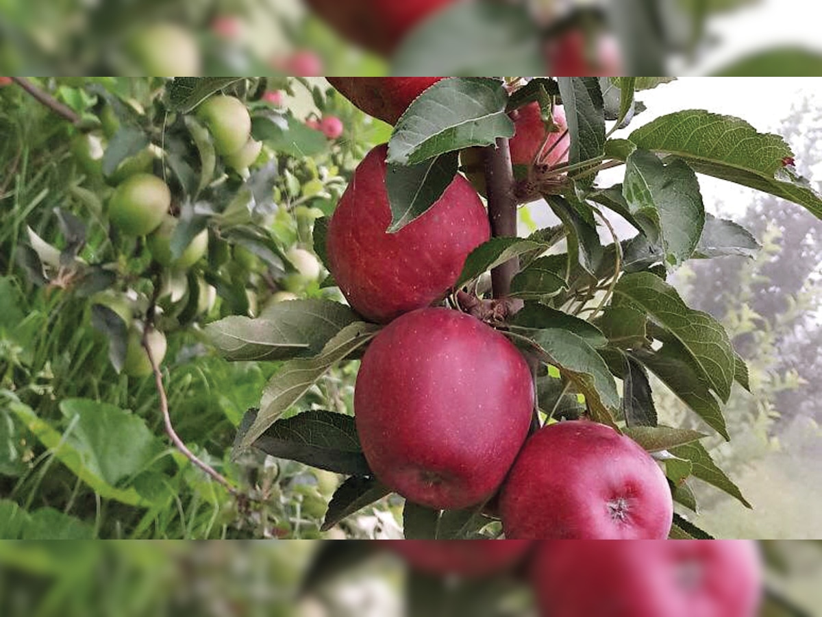 Cheap Chinese apples sour J&K fruit