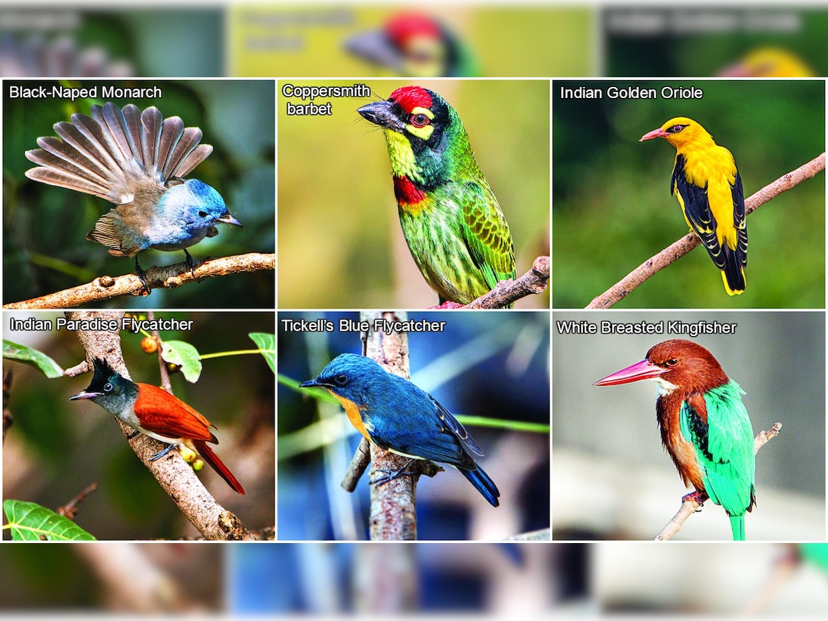 An aviary at the window
