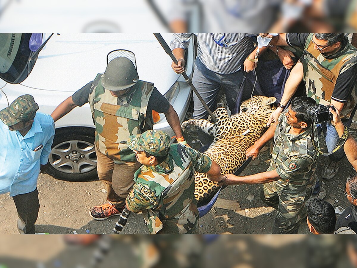 Caught in urban maze, leopard attacks 5 people