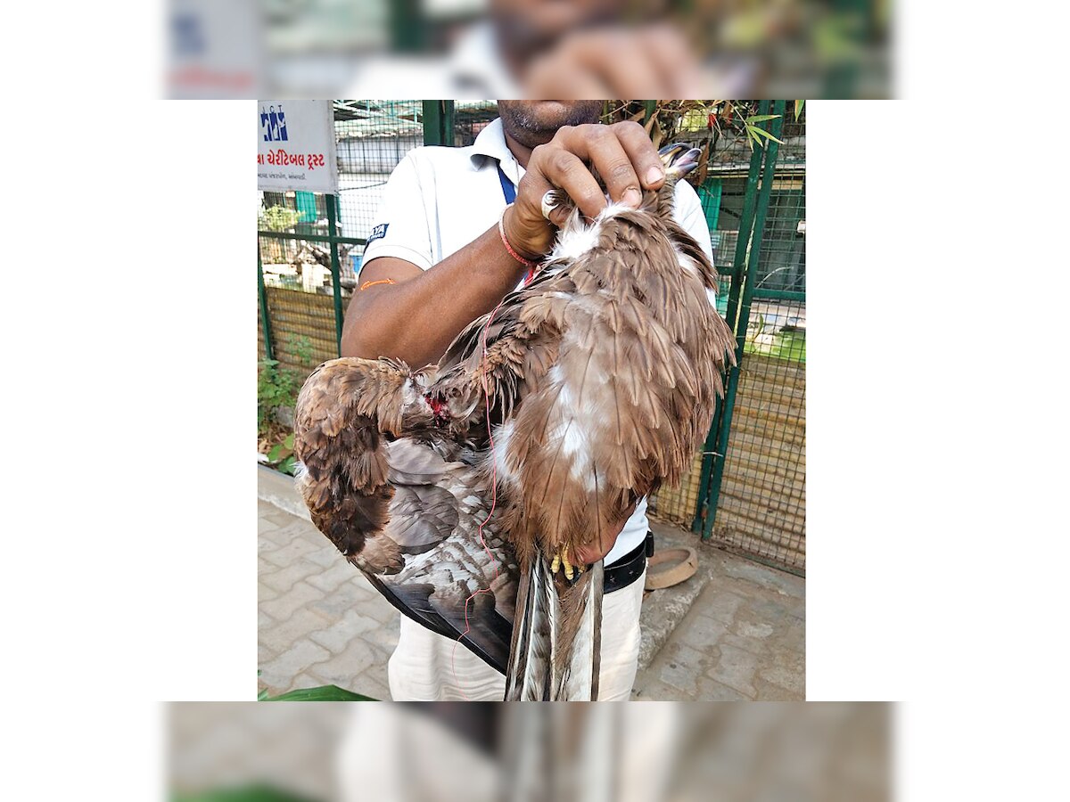 Manja clips wings of close to 100 birds in a day