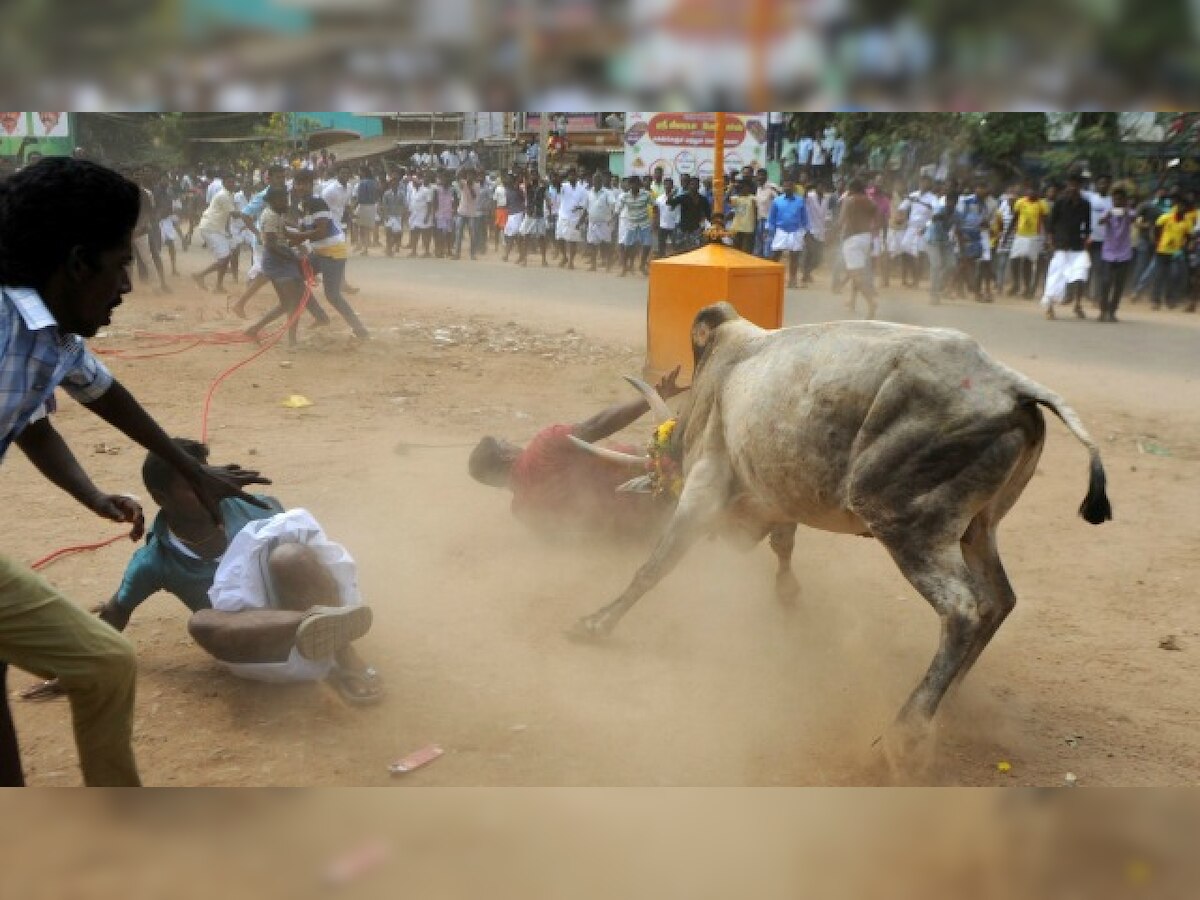 Jallikattu: 19-year-old spectator gored to death by raging bull in Tamil Nadu