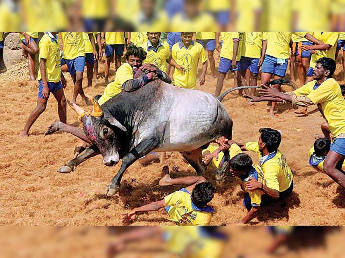 Teen spectator gored to death in Madurai Jallikattu