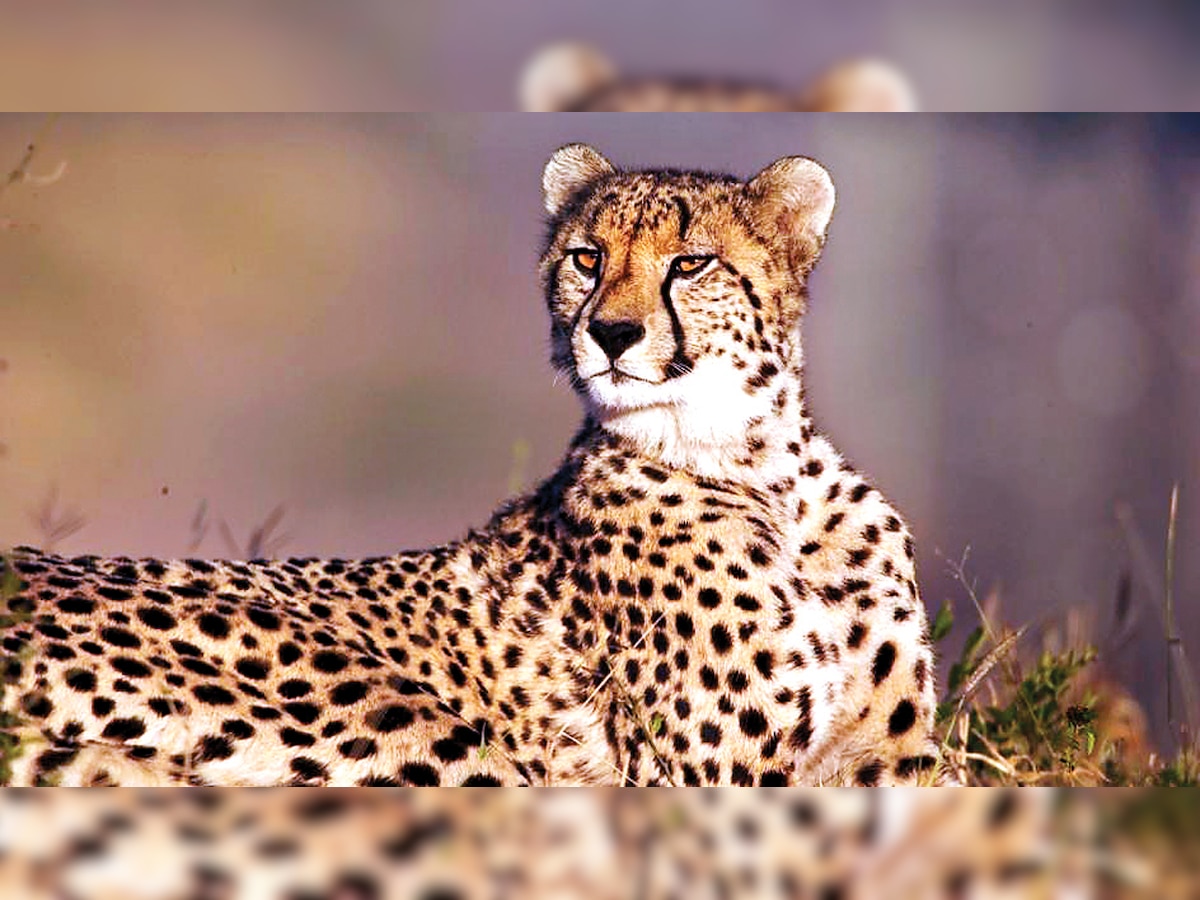 Study 'finds' extinct cheetahs in Telangana