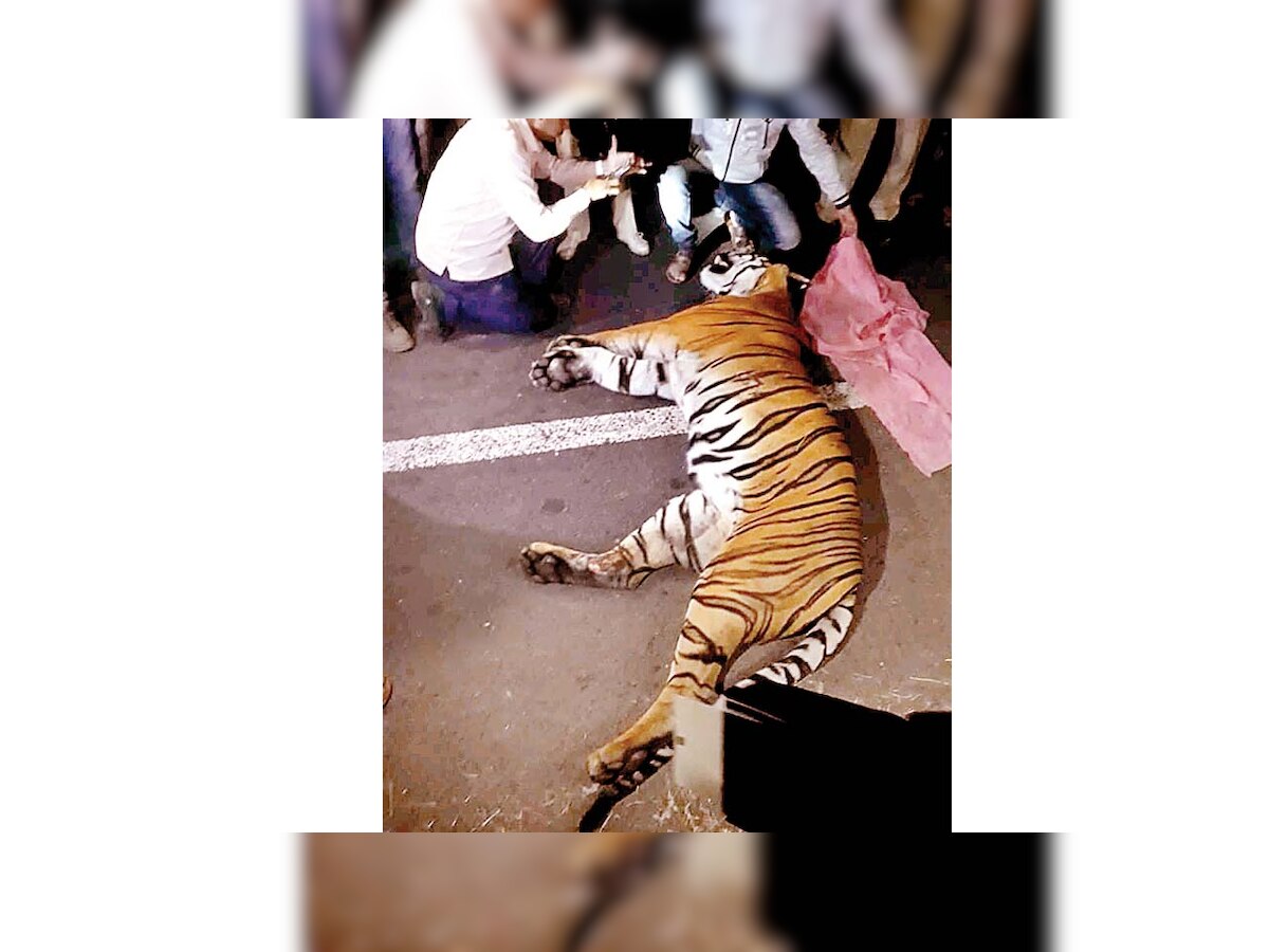 App for reporting roadkill will help curb wildlife deaths