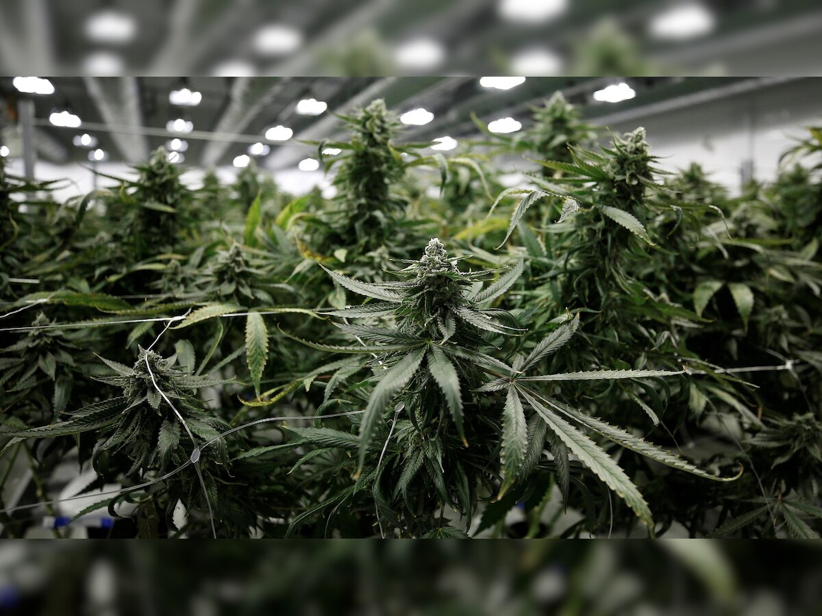 Vermont becomes ninth US state to legalize marijuana