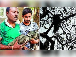 Two peacocks feed on pesticide-laced insects
