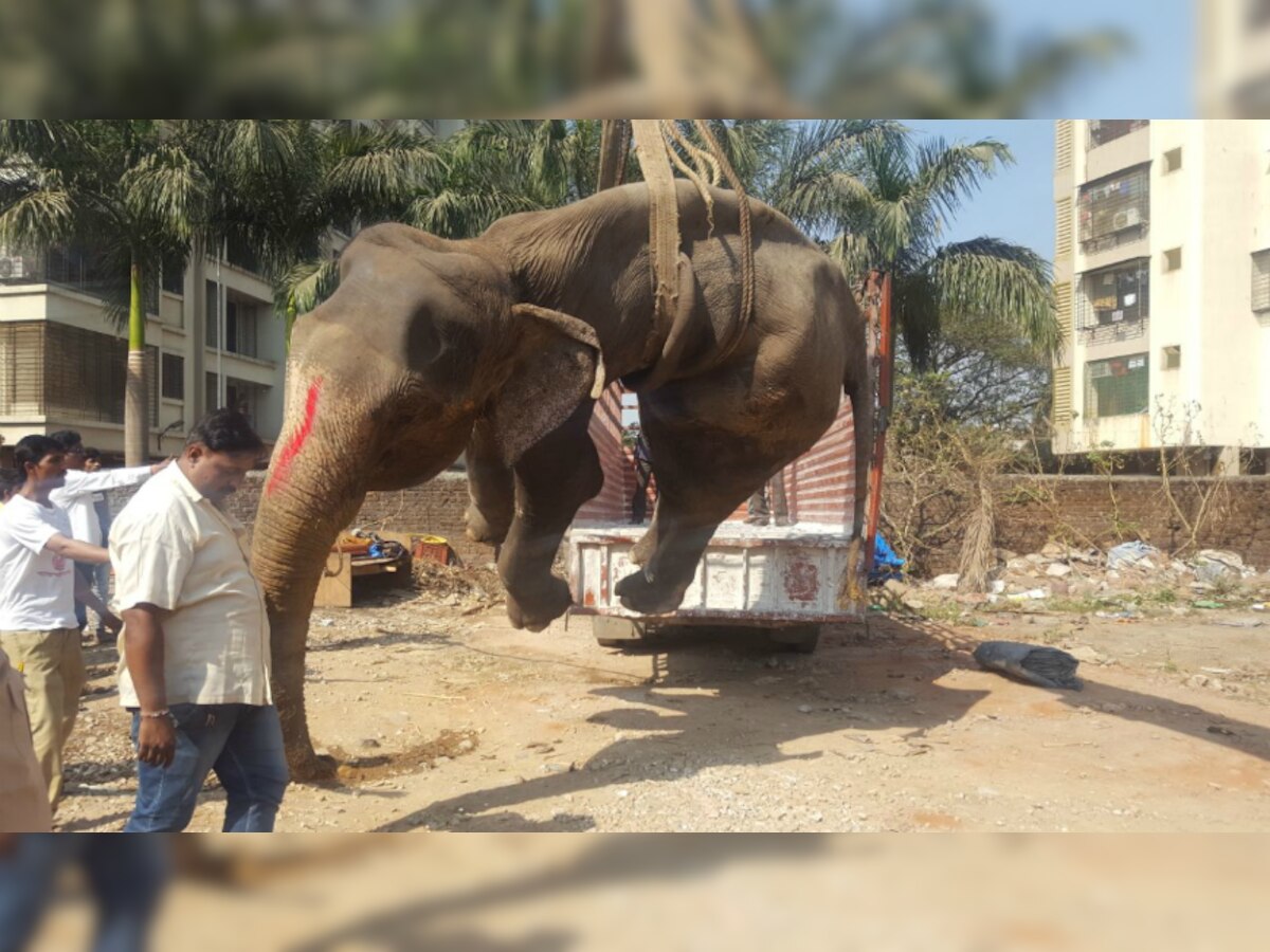 Maharashtra: Elephant Laxmi dies at Dahisar, activists demand detailed enquiry