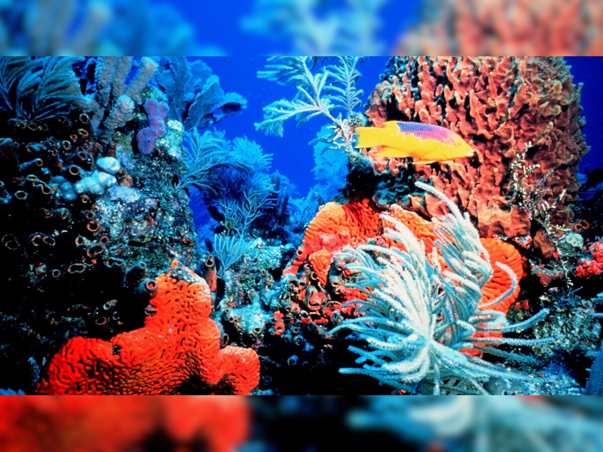 Plastic trash linked to disease in corals, says study